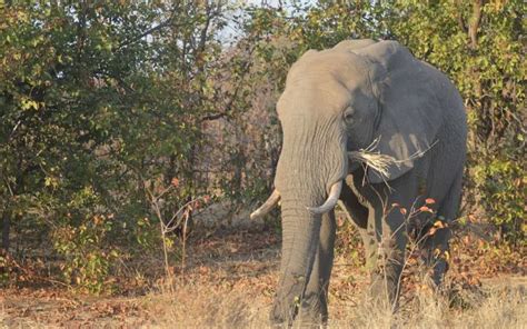 The last zoo elephant left in South African zoo has .
